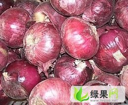 2016金乡洋葱现在订货有惊喜