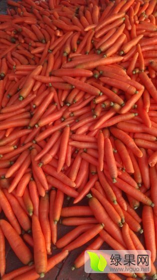 2016年河北昌黎胡萝卜价格