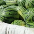2017年新疆昌吉西瓜种植供应基地