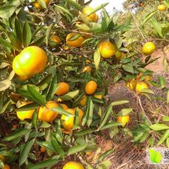 湖北夷陵叶橘柑橘香甜可口