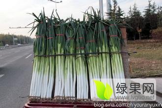 章丘大葱