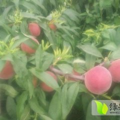大荔蜜桃质量上乘,范家赵永岗诚信合作
