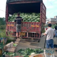 2016修文甘蓝走过路过不要错过