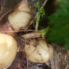 曲周个人种植一百多亩土豆， 荷兰十五