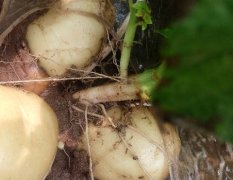 曲周个人种植一百多亩土豆， 荷兰十五
