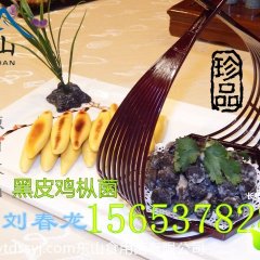 黑皮鸡枞菌2016年新货供应