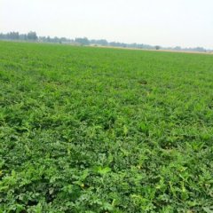 河北武强冠龙西瓜火爆招商中