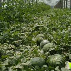 大荔西瓜逐渐升温羌白秦豫诚信合作