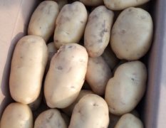 饶阳6月荷兰十五土豆大量上市