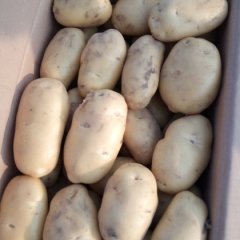 饶阳6月荷兰十五土豆大量上市