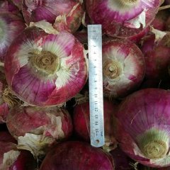 2016汝州洋葱收购工作全面开展