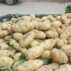 丰县土豆是名优特产,荷兰滕枫诚信合作