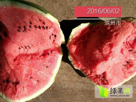 2016年山东惠民地雷瓜价格