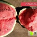 山东惠民地雷瓜西瓜名扬天下