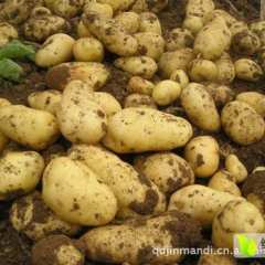 山东安丘荷兰十五土豆产销两旺