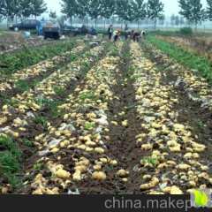 惠民麻店李6月荷兰十五土豆