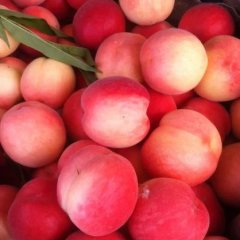 2016睢宁蜜桃俏销大江南北