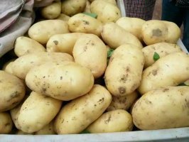 2016年山东平度荷兰十五价格