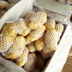 2016肥城荷兰土豆大量供应，山东肥城