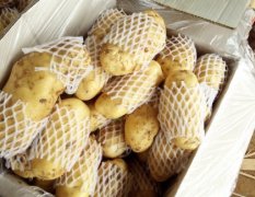 2016肥城荷兰土豆大量供应，山东肥城