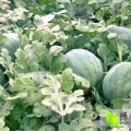 蒲城龙阳陈鑫6月花皮无籽西瓜