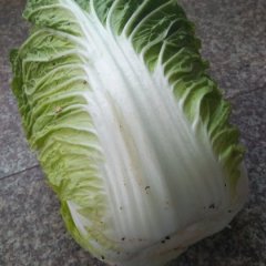 辽宁省建平县昌隆镇街中甘21甘蓝