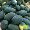 2016宜城西瓜俏销大江南北