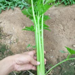 封丘荆隆甄亚欣6月美国西芹其他蔬菜