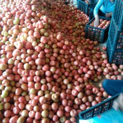 东昌府西红柿名优产品,沙镇老张诚信合作