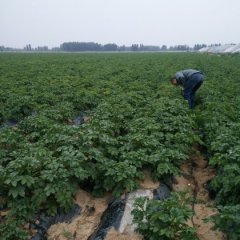 禹城土豆假一赔十,市中孟先生诚信合作