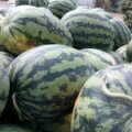 2016宜城西瓜今年价格有看点