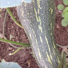 嘉鱼潘家武华伟6月金韩密本南瓜