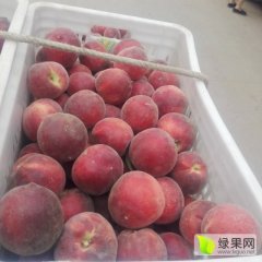 安丘蜜桃名优产品石埠王保刚诚信合作