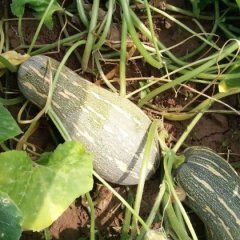 湖北嘉鱼小果南瓜