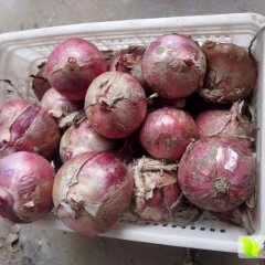 宁陵大量供应优质红皮洋葱