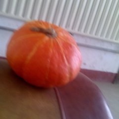 清苑南瓜火热上市清苑李伟诚信合作