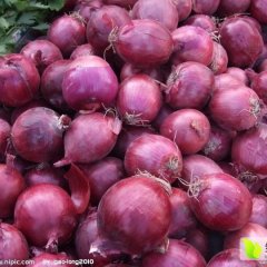 2016宁陵大量洋葱，无公害绿色蔬菜