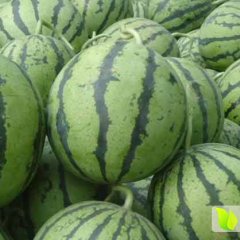 湖北省宜城市金丰自生根西瓜品种多多