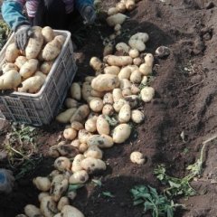 玉田土豆大量供应，虹桥张全诚信合作