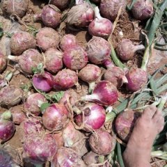 通许西关云雷5月红皮洋葱