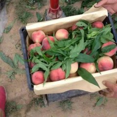 陕西大荔郑三毛桃蜜桃何去何从