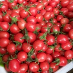 滑县八里李伟6月千禧圣女果西红柿
