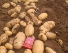 惠民县有大量优质荷兰十五土豆上市