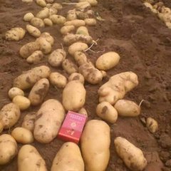 惠民县有大量优质荷兰十五土豆上市