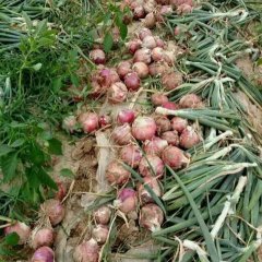 山东惠民县红皮洋葱收购进入中期