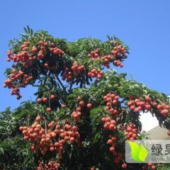 2016桂平荔枝现在订货有惊喜