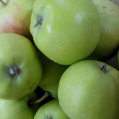 2016临猗苹果抓住商机无限