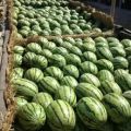 砀山万亩高康6月冠龙西瓜