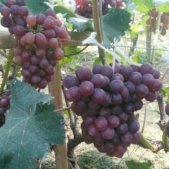 永年葡萄产销两旺,张西李帅涛诚信合作