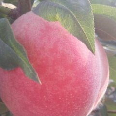 商丘虞城绿色无公害蜜桃大丰收已经上市